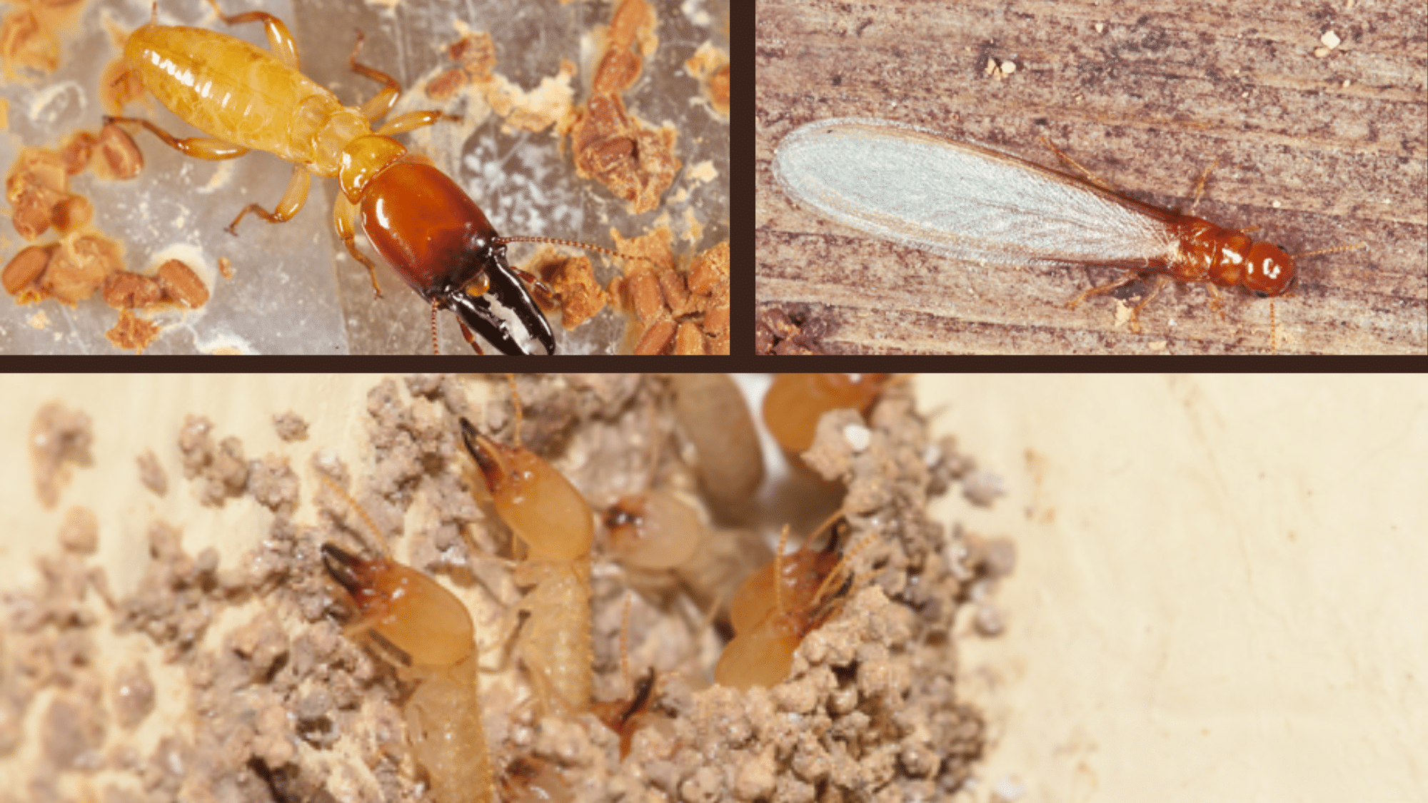 Different Type of termites