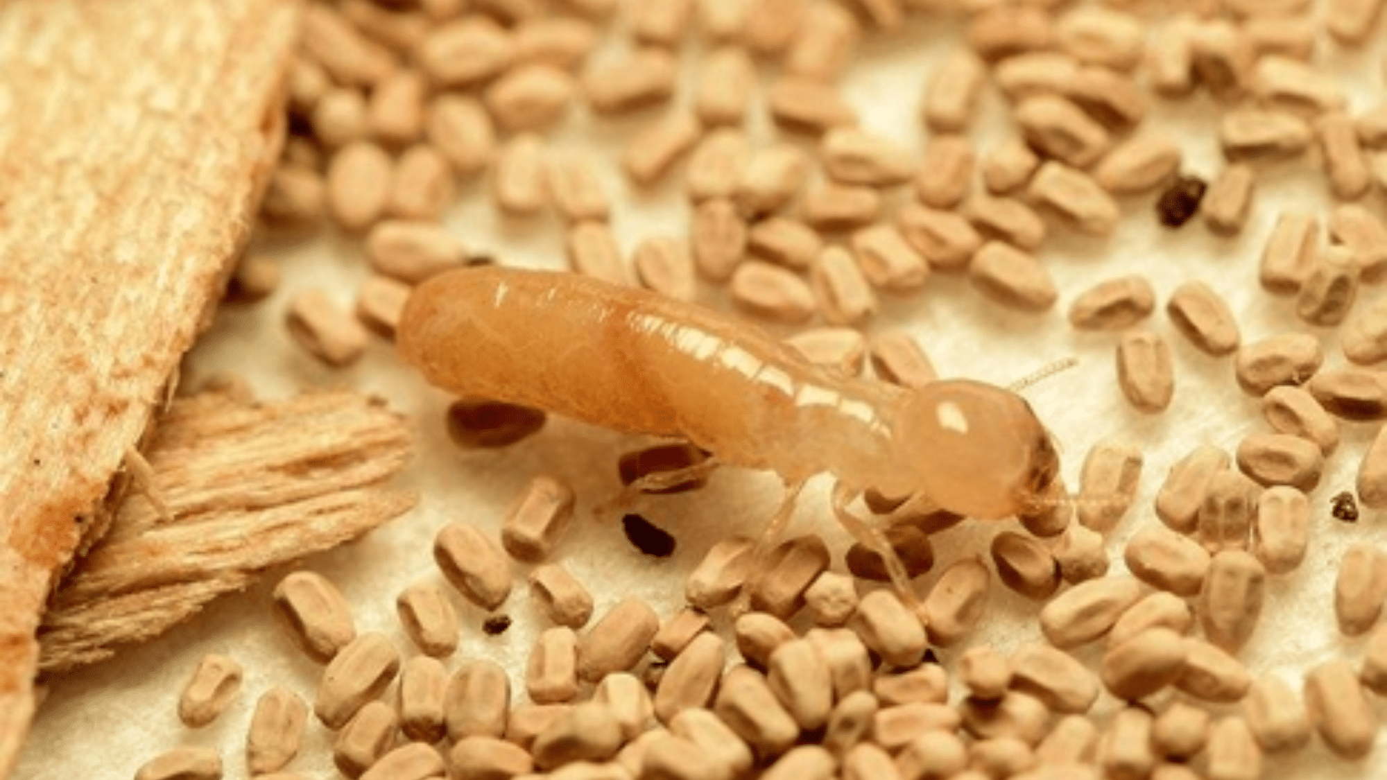 Drywood Termite