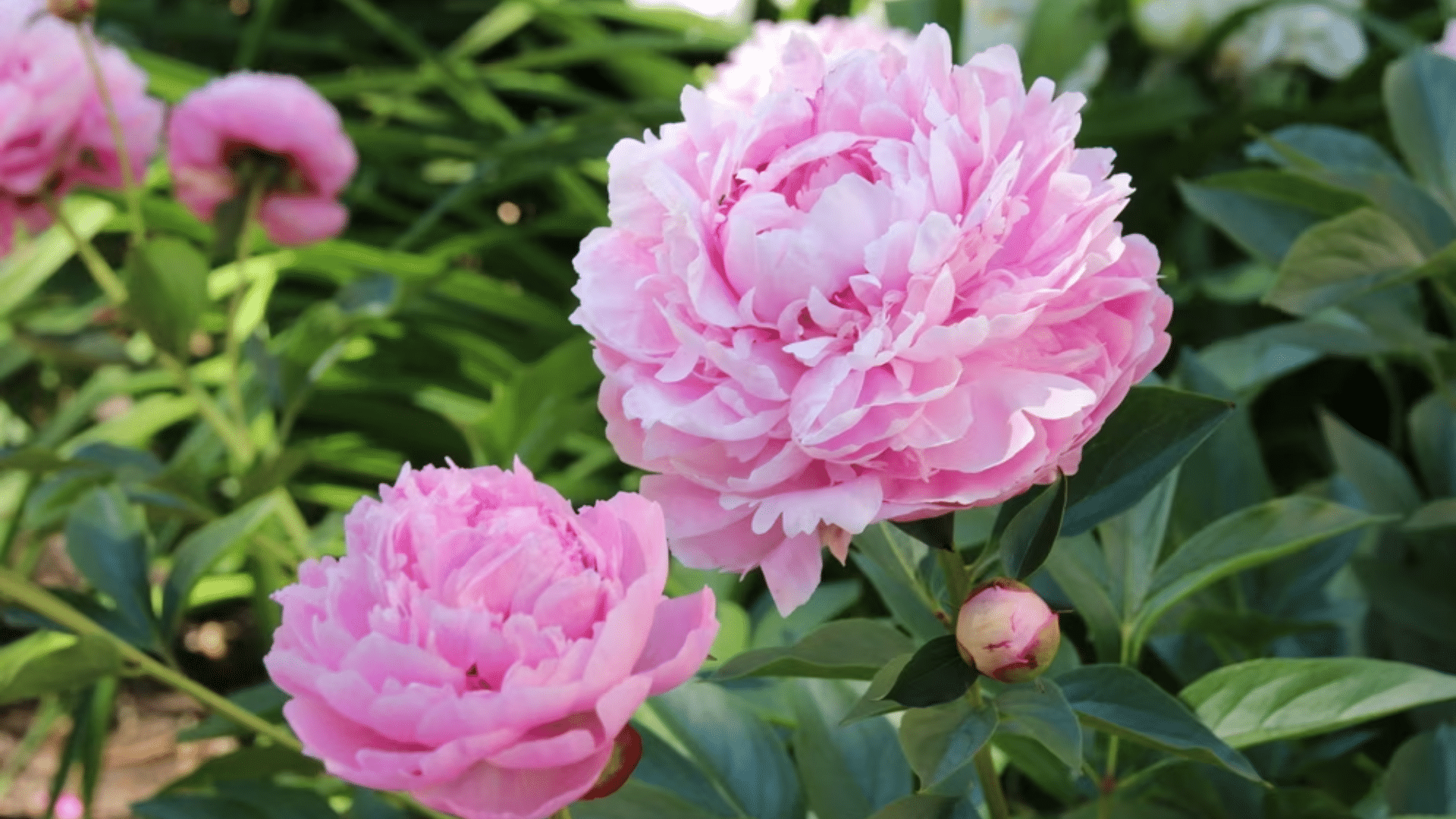 How to grow peonies