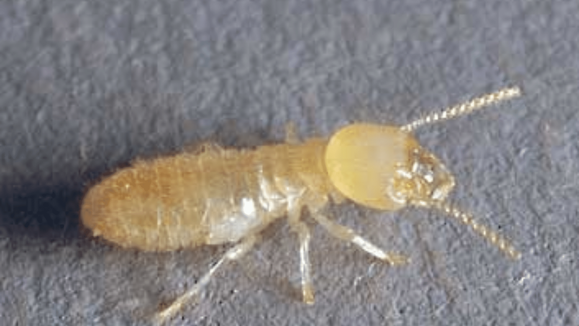 Subterranean Termites