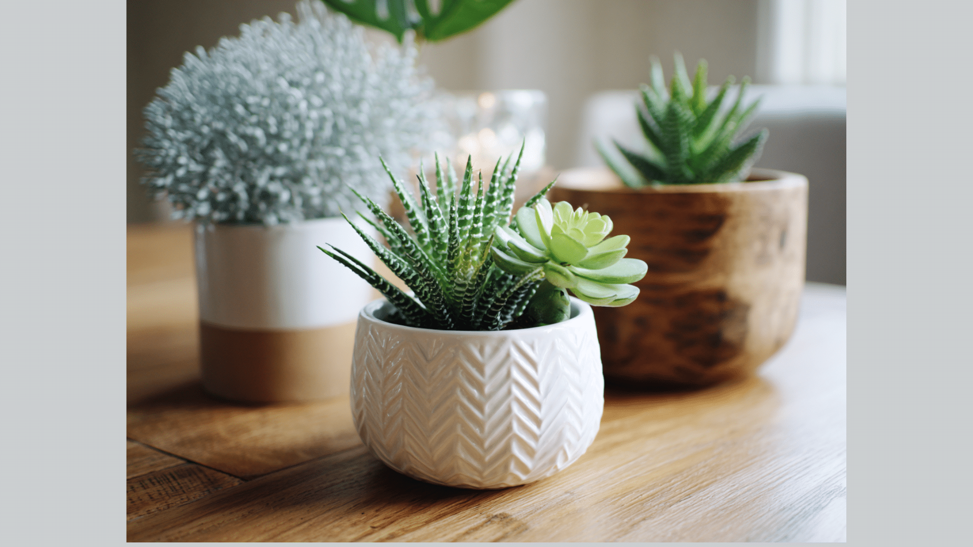 small plant